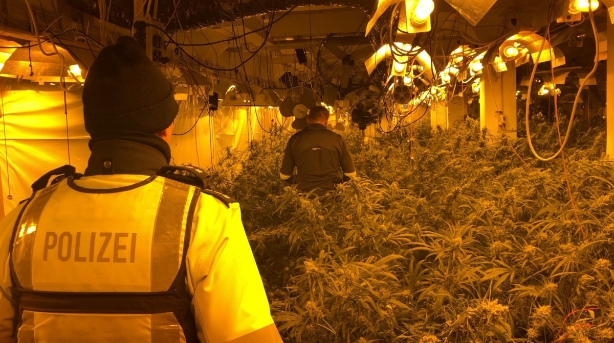 Foto: Unter 150 Speziallampen, zahlreichen Ventilatoren und einer komplexen Lüftungsanlage wuchsen etwa 1.900 Cannabis-Pflanzen