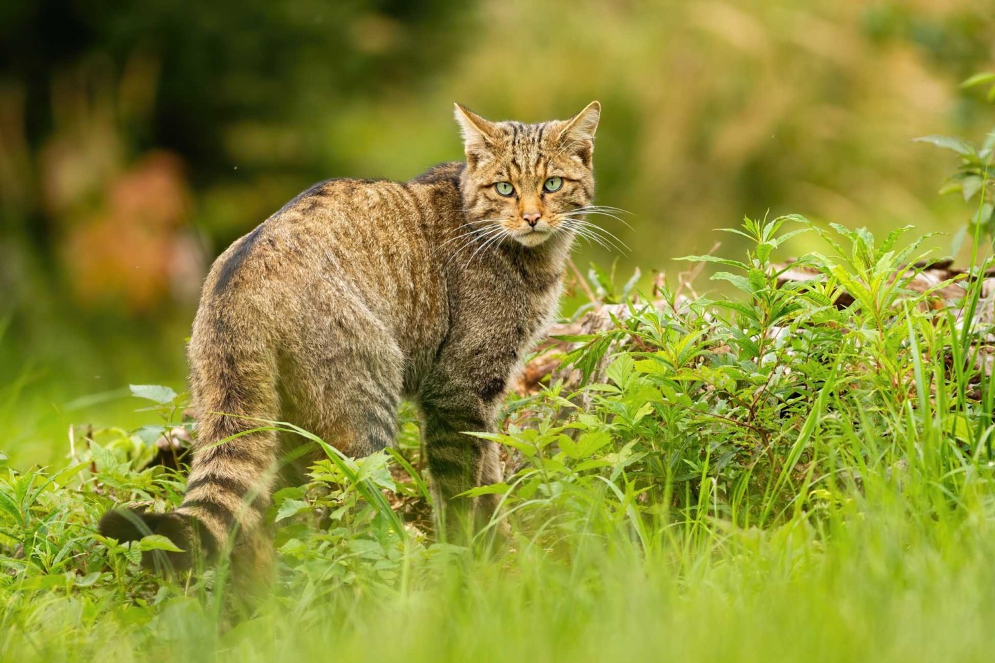Die Europäische Wildkatze (Felis silvesteris) ist ein echtes Wildtier. (Bildquelle: WildMedia - stock.adobe.com) 