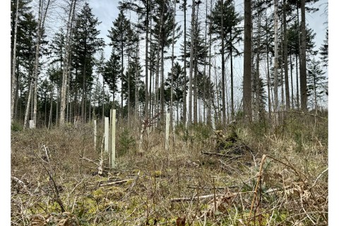 PM JUNGE FREIE WÄHLER: Wiederbewaldung soll Priorität eingeräumt werden