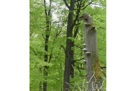 Einladung der Grünen: Wanderung um die Naturwaldzelle in Bad Lippspringe