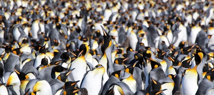 Kolonie Königspinguine in der Antarktis 