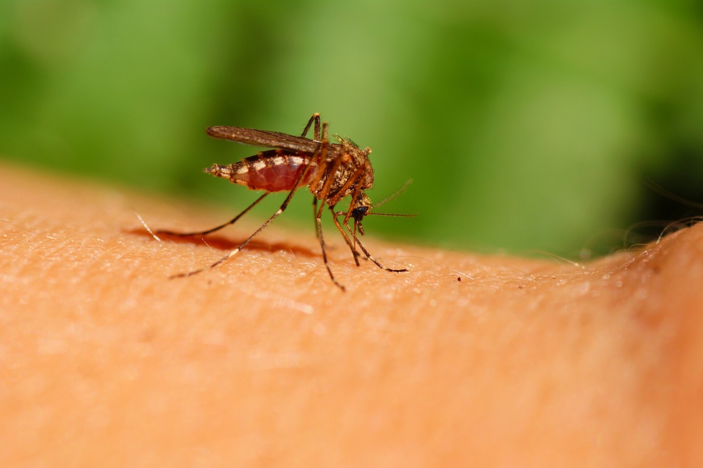 Wenn trotz Vorsorge die Mücke sticht, sollte Kratzen und mechanische Reibung unbedingt vermieden werden