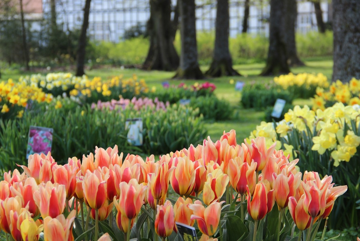 GP_Tulpenshow: Jedes Frühjahr wieder eine Attraktion: Die Tulpenshow im Gräflichen Park Bad Driburg.