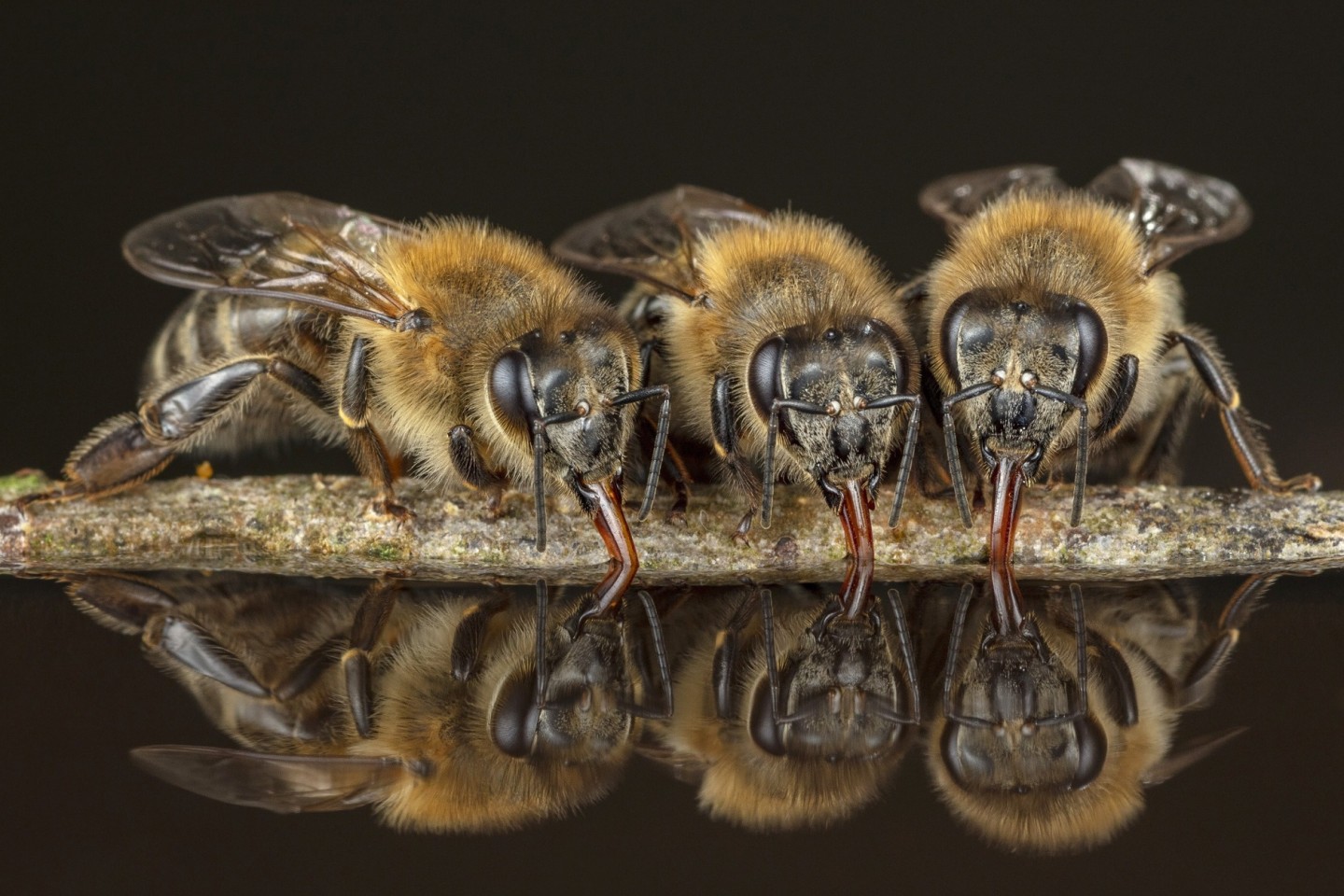 Die Wassersammlerinnen füllen ihre Honigblase mit Wasser auf und fliegen damit zum Stock zurück. Wenn es heiß ist, kühlen die Insekten mit Wasser ihren Stock, um die Brut zu schützen. © Ingo Arndt.