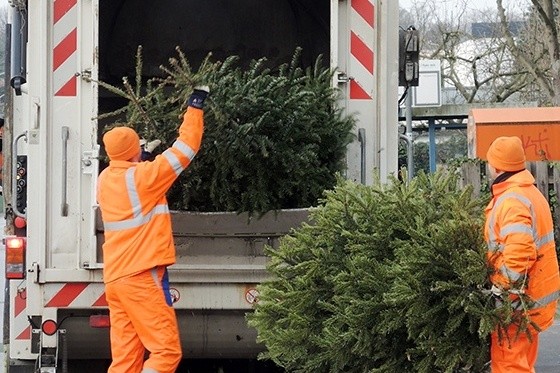 Wie jedes Jahr werden die ausgedienten Weihnachtsbäume vom ASP kostenlos abgeholt. © Stadt Paderborn/ASP