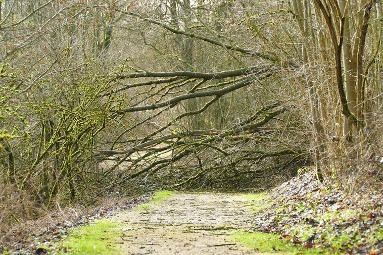 Umgestürzte Bäume versperren Waldwege wie hier in Dalheim Kreis Paderborn. (Foto Stefan Befeld, Wald und Holz NRW)