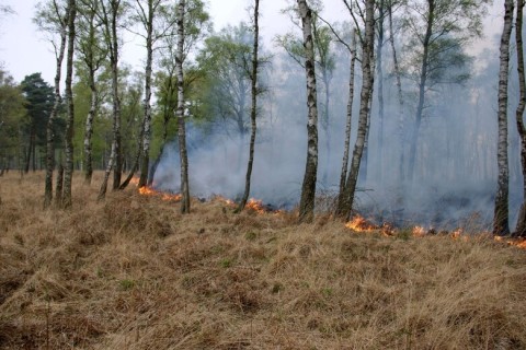Achtung: Forstleute warnen vor steigender Waldbrandgefahr
