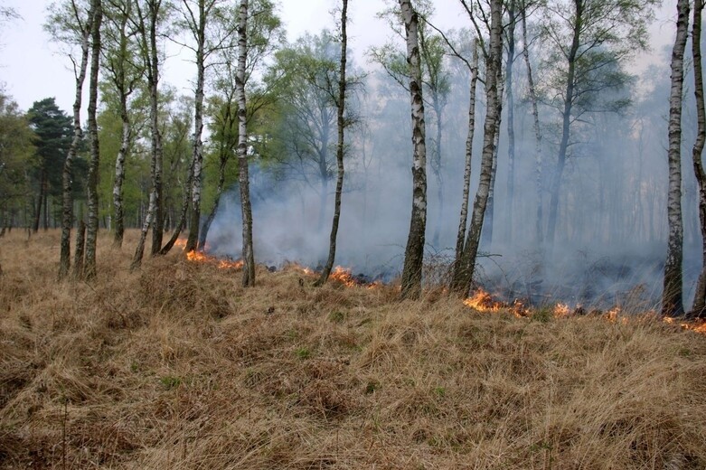Mit Blick auf die steigenden Temperaturen warnen das Umweltministerium und der Landesbetrieb Wald und Holz Nordrhein-Westfalen vor zunehmender Waldbrandgefahr in den nächsten Tagen. (Foto: Thomas-Hans