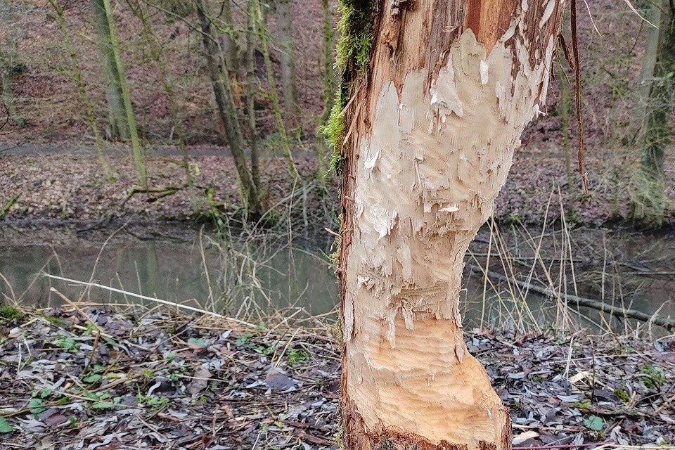 Der Biber hat am Stausee Neuenheerse an einem Baum seine Spuren hinterlassen. Foto: Tobias Kröger  